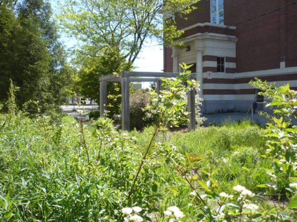 The Learning Garden in late May